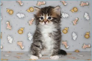 Female Siberian Kitten from Deedlebug Siberians